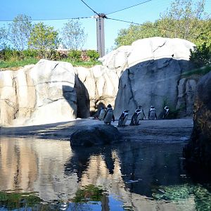 New Penguin Cove exhibit