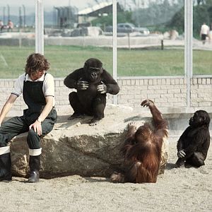 Juvenile apes and their keeper 1973