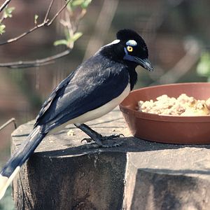 Pileated jay at Kilverstone 1977