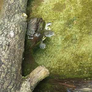 Hilaires Side-necked Turtle 130816