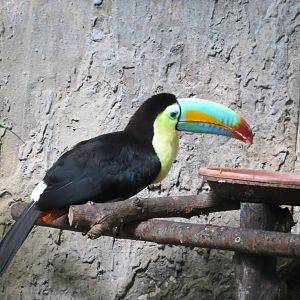 Keel-billed Toucan 130816