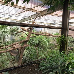 Tamandua enclosure 130816
