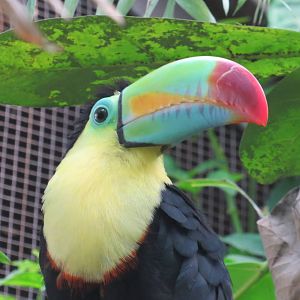Keel-billed Toucan 130816