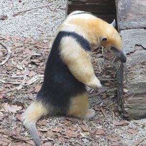 Tamandua 130816