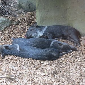Collared Peccaries 130816