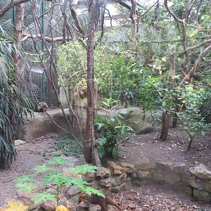 White-nosed Coati enclosure 130816