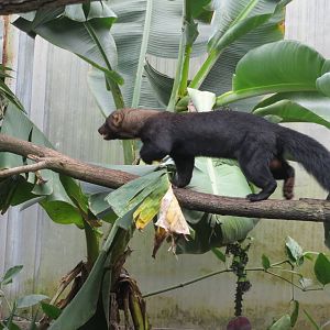 Tayra 130816
