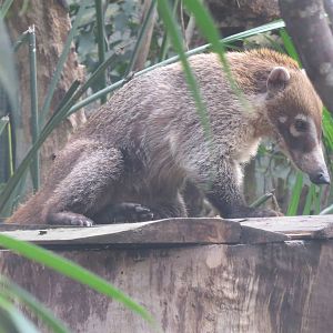 White-nosed Coati 130816