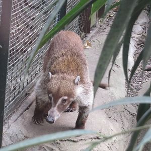 White-nosed Coati 130816