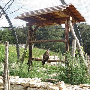 Zoo La Garenne - Walk-in Buzzard and Kite Aviary 150816