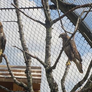 Zoo La Garenne - Walk-in Buzzard and Kite Aviary 150816