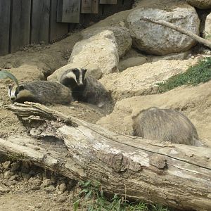Zoo La Garenne - Eurasian Badgers 150816