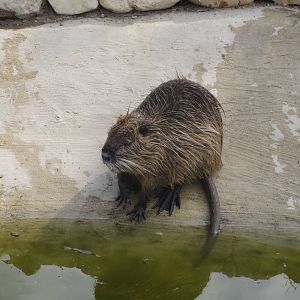 Zoo La Garenne - Coypu 150816