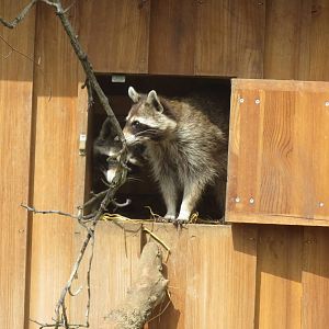 Zoo La Garenne - Raccoon 150816