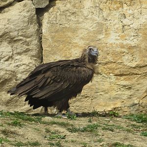 Zoo La Garenne - European Black Vulture 150816