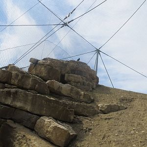 Zoo La Garenne - Waldrapp 150816