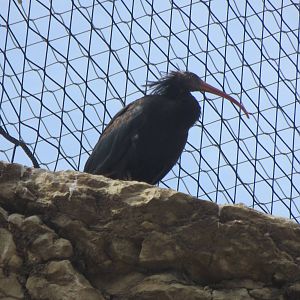 Zoo La Garenne - Waldrapp 150816