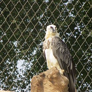 Zoo La Garenne - Lammergeier 150816