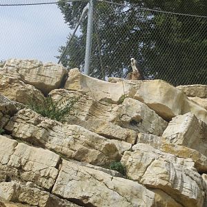 Zoo La Garenne - Lammergeier 150816