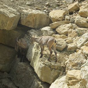 Zoo La Garenne - Alpine Ibex 150816