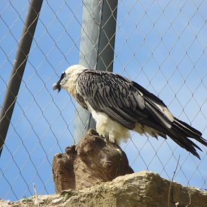 Zoo La Garenne - Lammergeier 150816