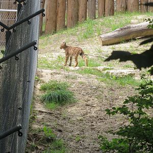 Zoo La Garenne - Northern Lynx 150816