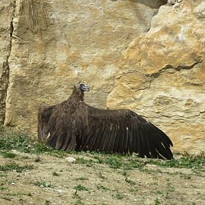 Zoo La Garenne - European Black Vulture 150816