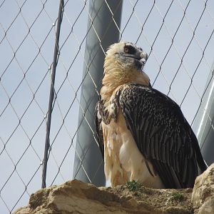 Zoo La Garenne - Lammergeier 150816