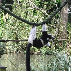 Black and White Ruffed Lemur 170916