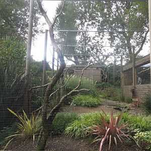 Birds of Brazil aviary 170916