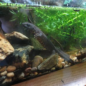 Northern Banded Newt 170916