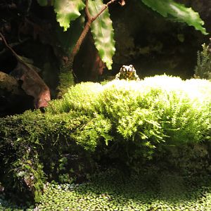 Oriental Fire-bellied Toad 170916