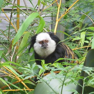 Geoffroys Marmoset 170916