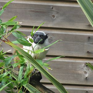 Pied Tamarin 170916