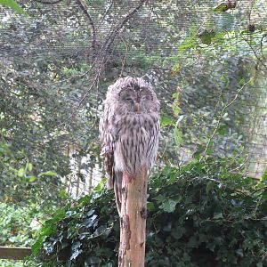 Ural Owl 170916