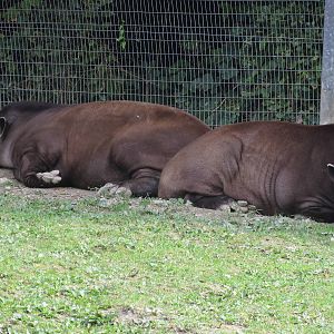 Brazilian Tapirs 170916