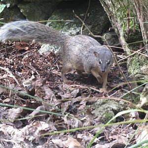 Narrow-striped Mongoose 170916