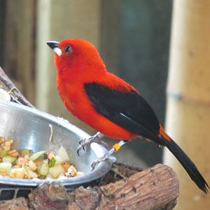 Brazilian Tanager 170916