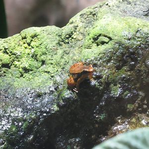 Trinidad Stream Frog 170916