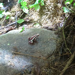 Phantasmal Poison Dart Frog 170916