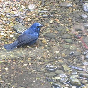 Ultramarine Grosbeak 170916