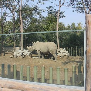 New rhinoceros enclosure