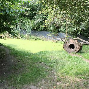 Enclosure Asian small-clawed otter