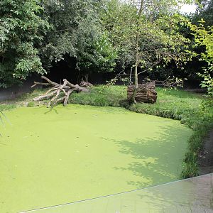 Enclosure Asian small-clawed otter