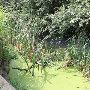 Enclosure Asian small-clawed otter