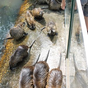 A lot of Coypu's