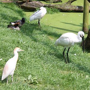 Egret, ducks and spoonbills