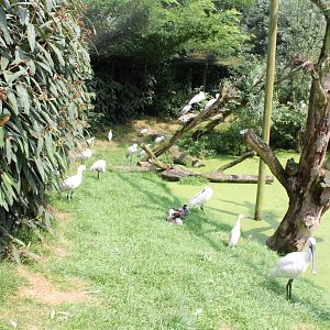 Birds in the walk-through