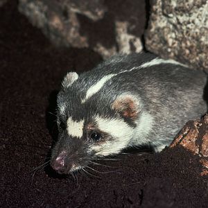 Chinese ferret badger 1976