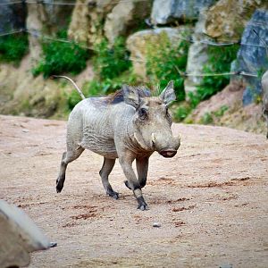 West-African Warthog